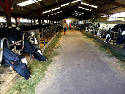 动物养殖奶牛农场背景