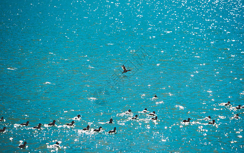 春江水湖面上起飞的鸟背景
