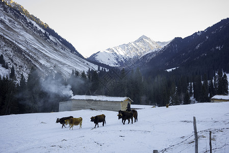 雪地木屋新疆特克斯琼库什台雪山牧民背景