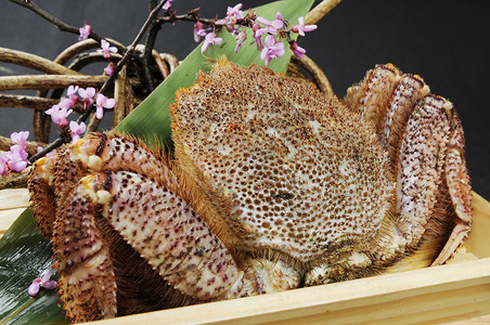 三纹鱼日本螃蟹料理背景