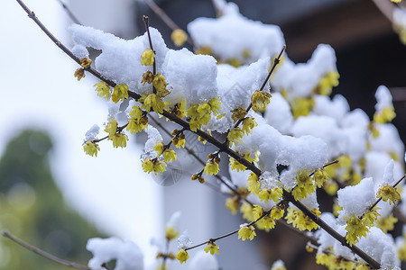 下雪后腊梅花开图片