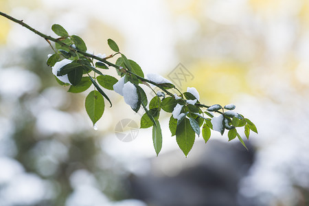 立春树叶上有雪图片