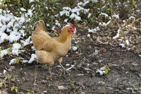 雪地上的鸡家禽泥雪高清图片