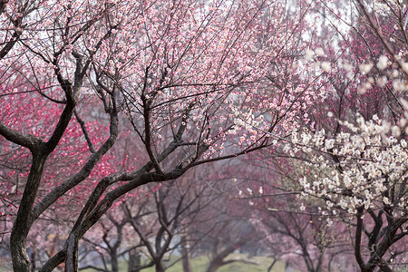 红梅树春天梅花开背景