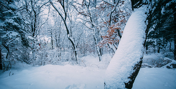 冬天被大雪覆盖住的树林美景图片