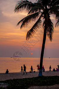 海滩黄昏中的椰树图片