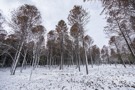 立春的雪景背景图片