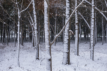 立春的雪景背景图片