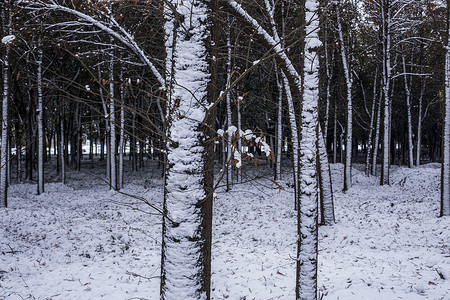 立春的雪景背景图片