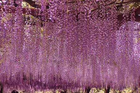 春季穿搭紫藤花背景