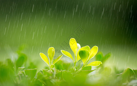 春天的雨水雨中嫩芽高清图片