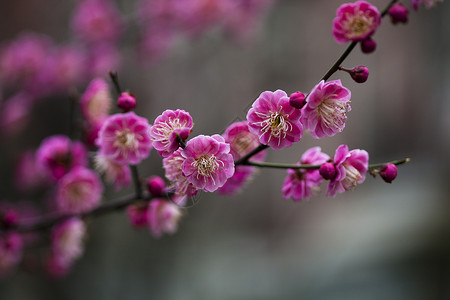 紫色清新花瓣红梅花开背景