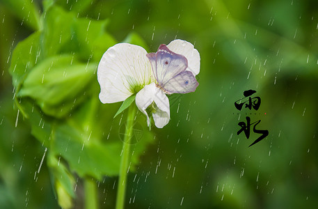 白花绿叶24节气之雨水设计图片