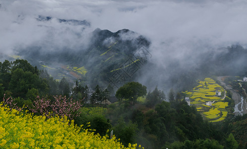 春季山谷中的云海油菜花田背景图片