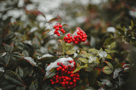 火棘红色果实雪景图背景图片
