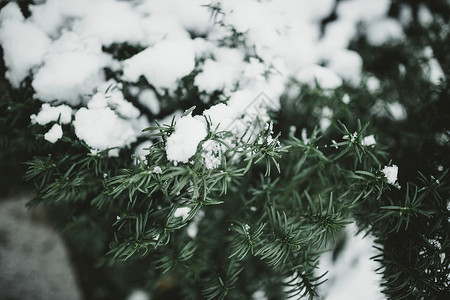 瓶装针叶植物冬日松树上的积雪背景