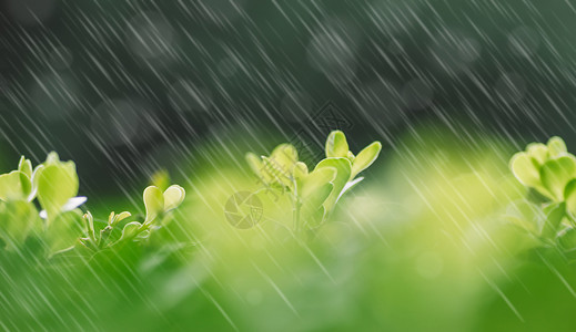 春天的雨水背景图片