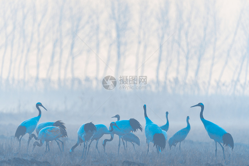 江苏盐城天鹅栖息地图片