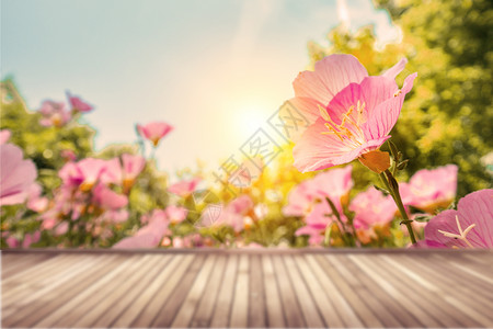 材木太阳阳光春天阳光下的花朵背景板设计图片