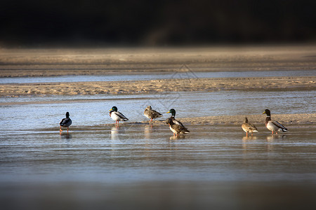 野鸭湿地水鸟高清图片
