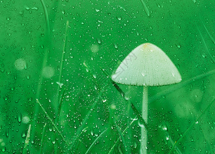 绿叶水滴清新雨水设计图片