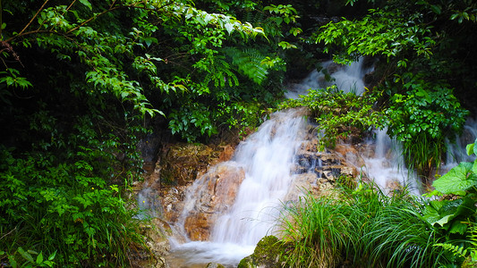 水草丛绿色植物和溪流河流瀑布背景