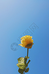 蓝天下的玫瑰花背景图片