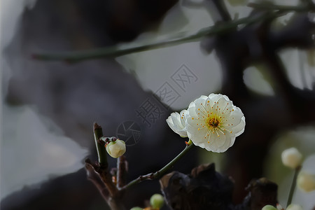白色花卉盆栽水墨画般的梅花背景