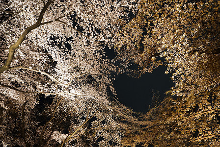 日本夜樱背景图片