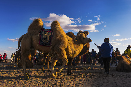 骆驼祥子背景图片