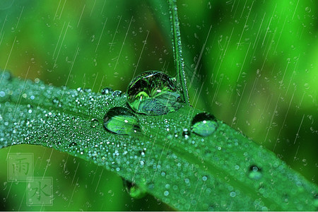 惊蛰节日雨水设计图片