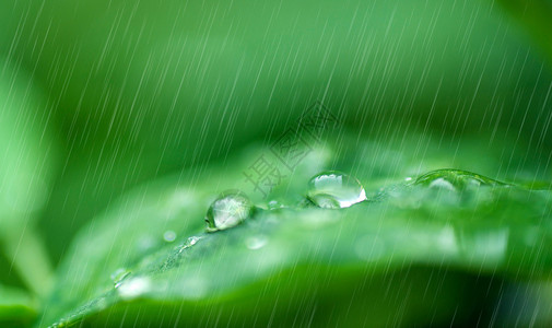 雨水叶子春天的雨水设计图片