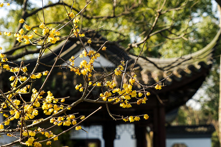 中国风花朵树枝过年公园里古建筑门前的腊梅花背景