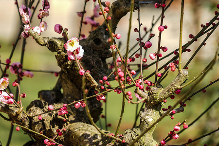 中国风花朵树枝过年公园里的腊梅花背景