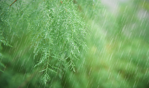 春天的雨水背景图片