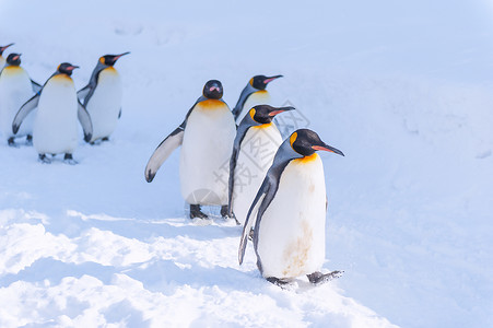 一排企鹅日本旭川动物园企鹅背景