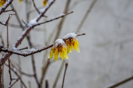 雪中霜打迎春花图片