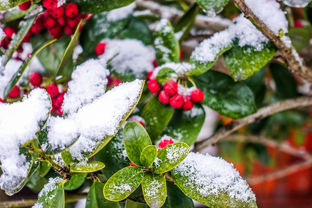 雪中红豆槲寄生雪高清图片