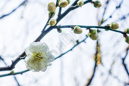 金梅迎春梅花蜡梅迎春背景