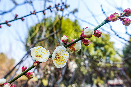 梅花蜡梅迎春高清图片