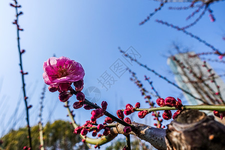 梅花蜡梅迎春高清图片