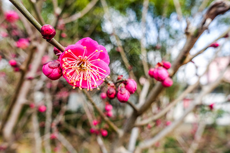 梅花蜡梅迎春高清图片