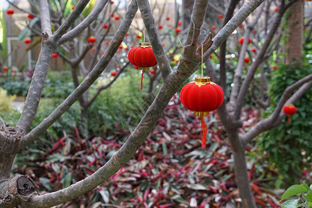 植物园年味儿灯笼背景图片