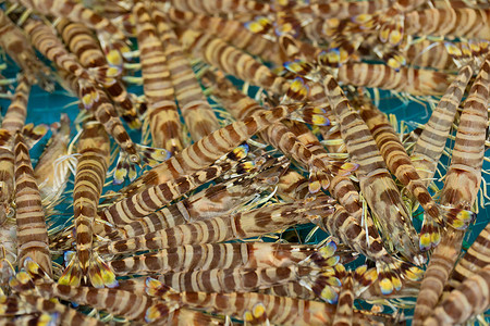 九节虾海鲜背景图片