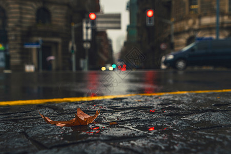 等待叶子雨中城市背景