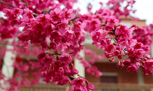 开元寺绽放的樱花背景图片