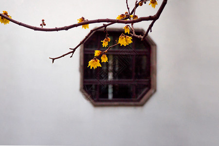 腊梅中式建筑窗户高清图片