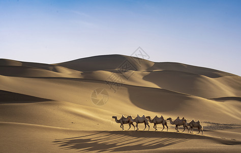 骆驼剪影团队精神设计图片