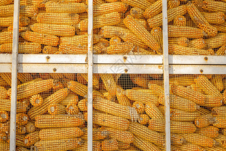 玉米仓库玉米棒玉米粮食高清图片