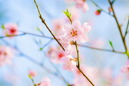 桃花开了图片